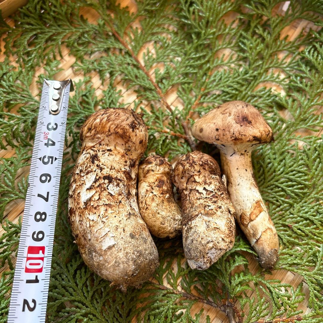 長野県南信州産‼️松茸 大小　4本セット 130g 10/24朝採れ