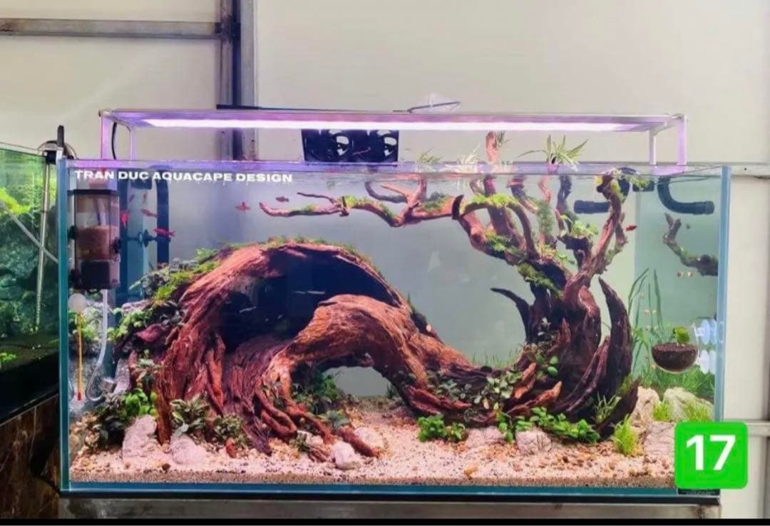 サンプル製品画像のセット。爬虫類ゲージ。水槽。流木。水生植物。流木 アクアリウム