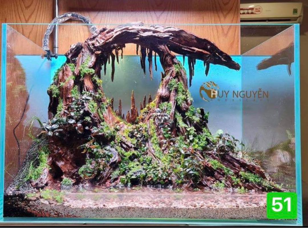 サンプル製品画像のセット。爬虫類ゲージ。水槽。流木。水生植物。流木 アクアリウム