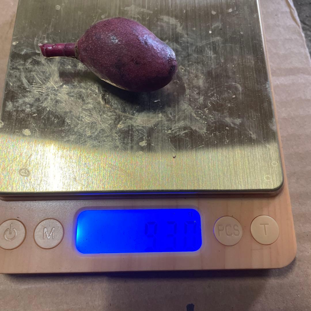 摘果マンゴー　99〜20g 10kg