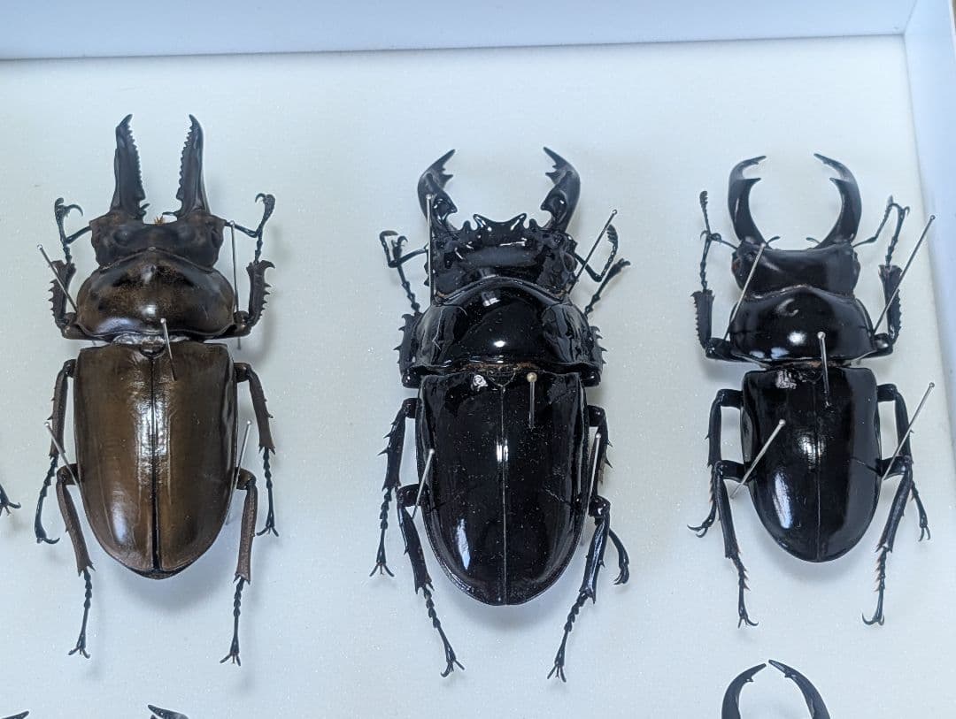 標本まとめ売り　クワガタ11匹