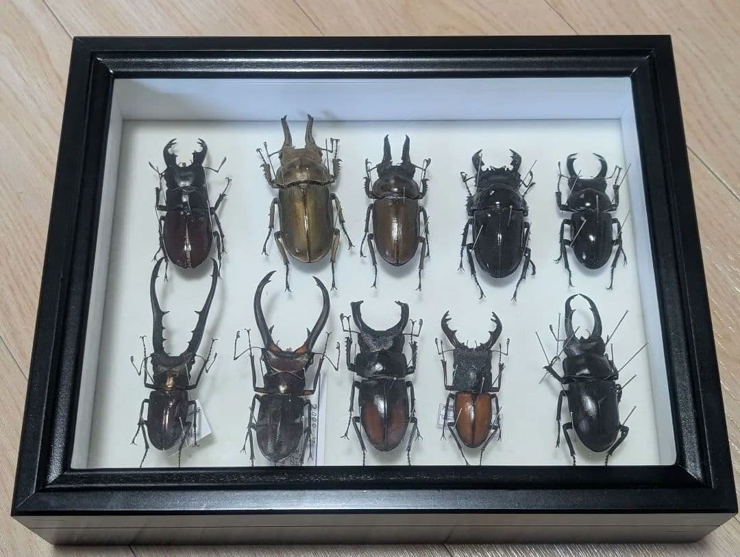 標本まとめ売り　クワガタ11匹