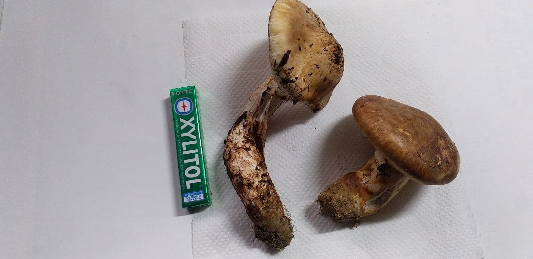 2 国産　松茸　長野県　送料込み