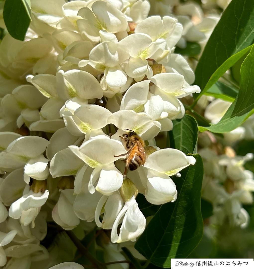 【再】アカシア 百花 1000g 各１本 長野県産 国産蜂蜜 生蜂蜜 西洋蜜蜂a