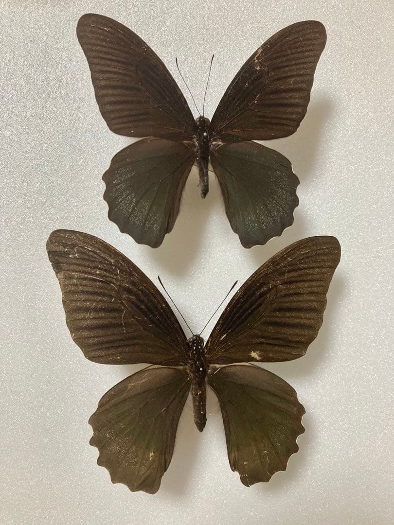 【1ペア】アケロンアゲハ（ボルネオ島産）