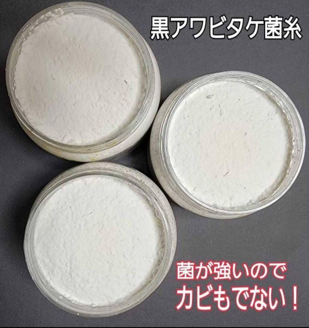 ニジイロクワガタにお薦め！極上！黒アワビタケ菌糸瓶【10本】トレハロース強化配合