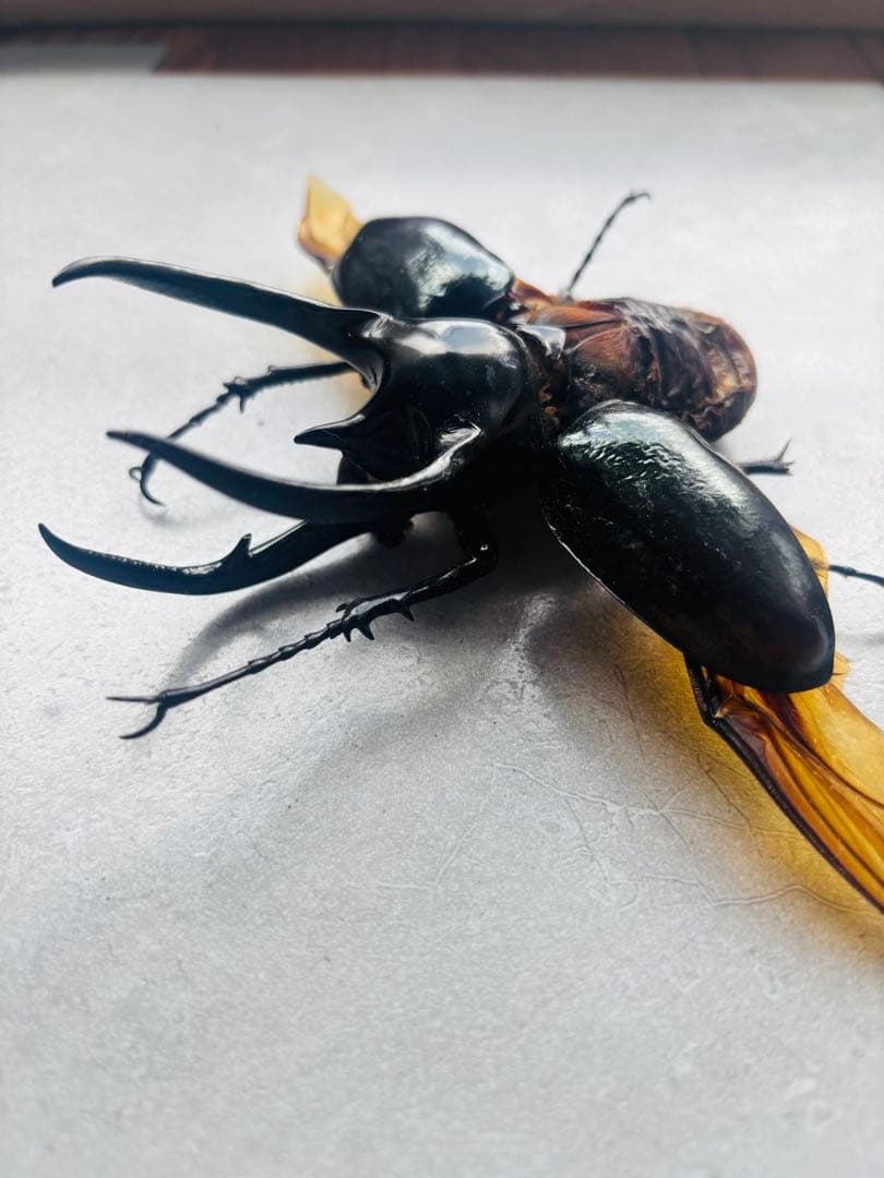 【激レア】　2024年 日本初入荷個体　コーカサスオオカブト　カンボジア産