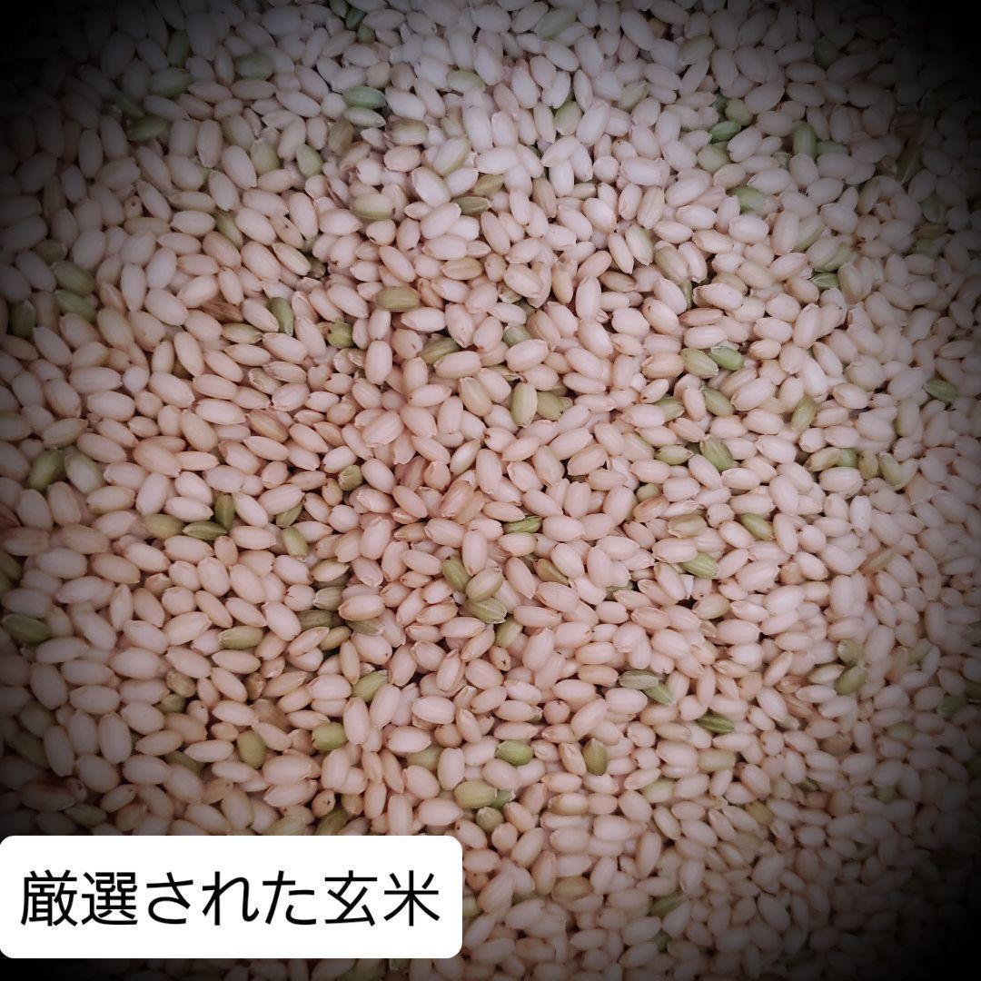 令和7年産棚田育ちのヒヨクモチ10kg 新米