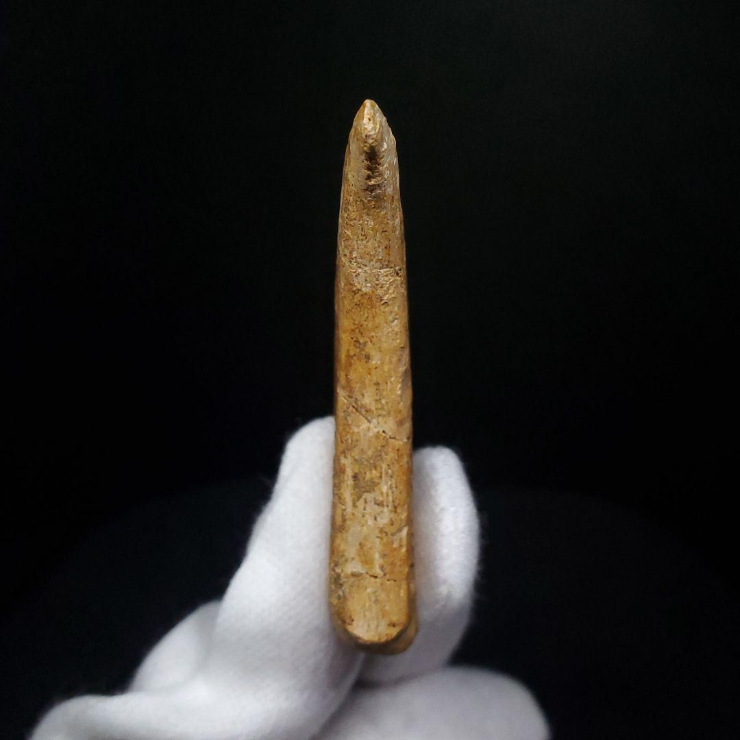 博物館級 アランカ 翼竜 爪 化石 本物 モロッコ産 61.84mm fr67