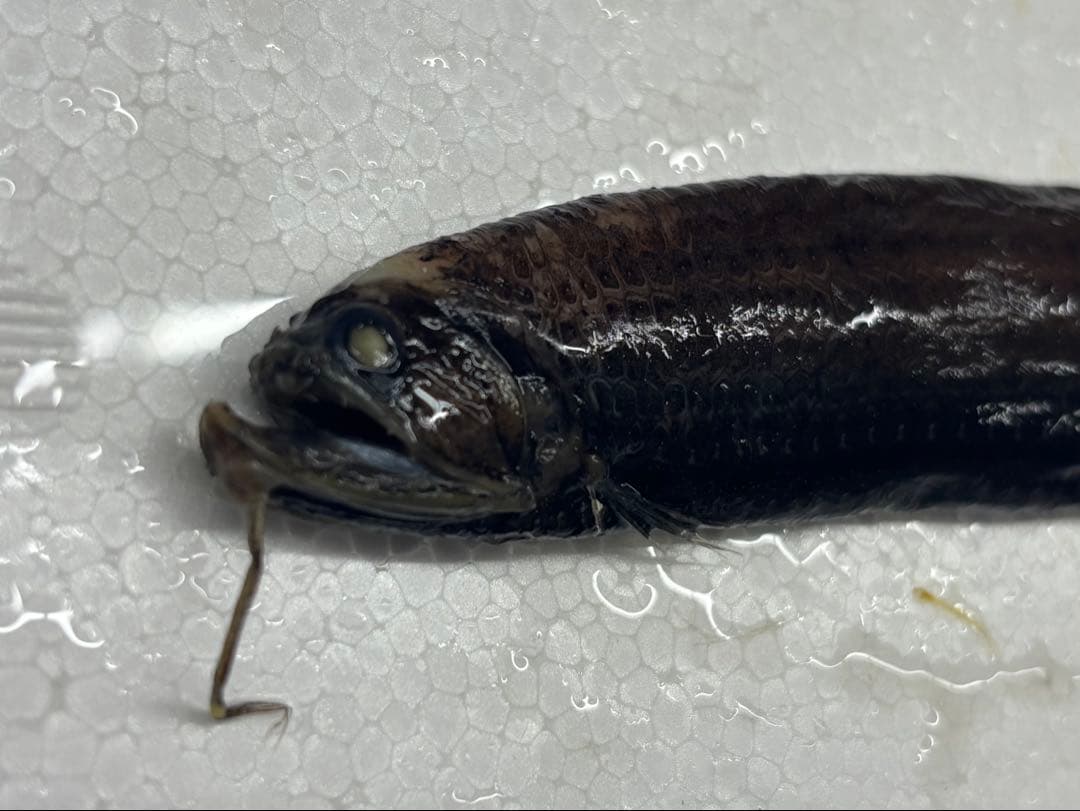 ワニトカゲギス液浸標本