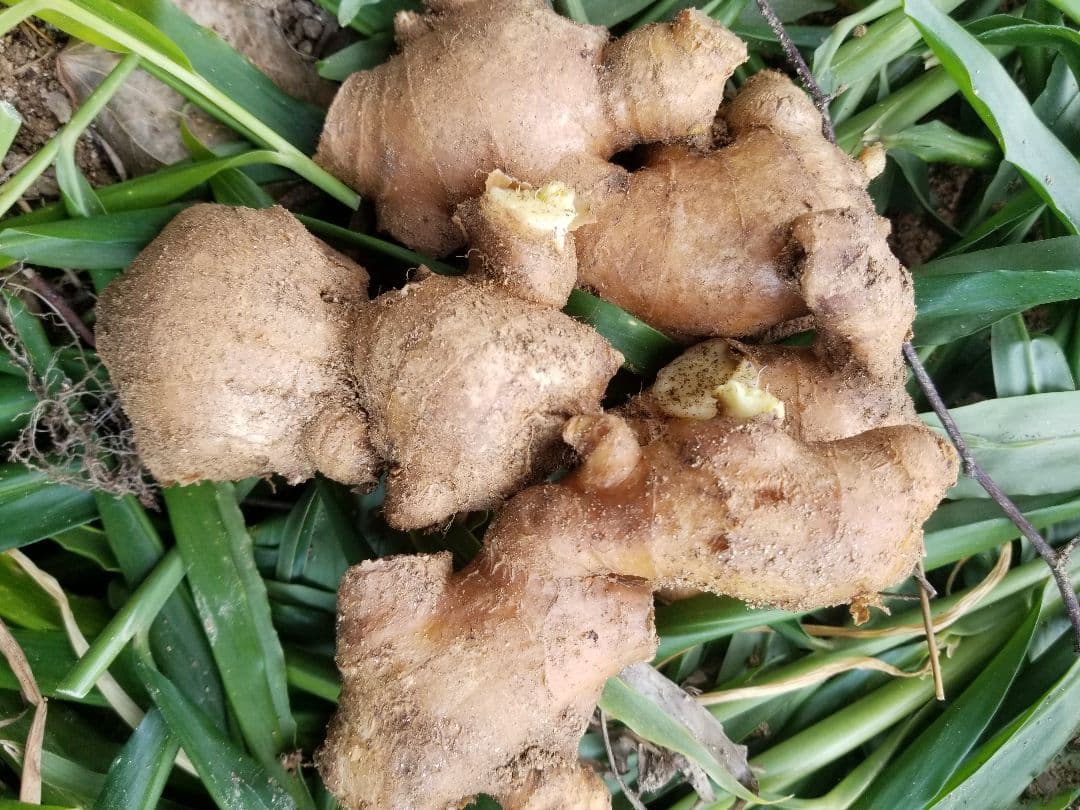 UZU 新生姜2,6kg 古根2,6kg 農薬肥料不使用 熊本県産