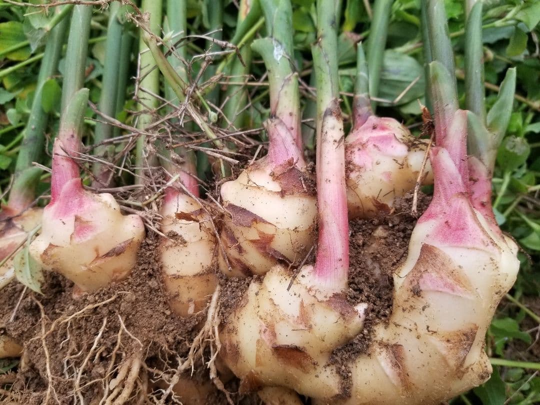 UZU 新生姜2,6kg 古根2,6kg 農薬肥料不使用 熊本県産