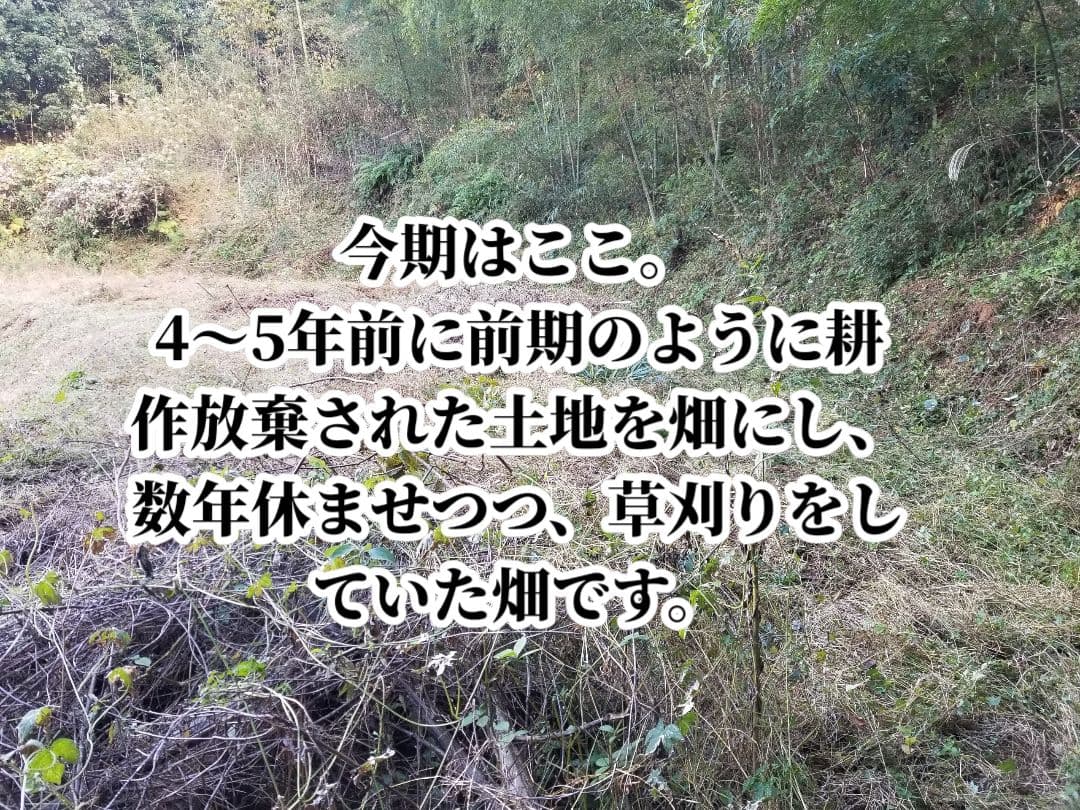 UZU 新生姜2,6kg 古根2,6kg 農薬肥料不使用 熊本県産