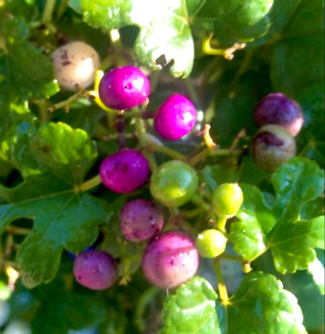岩手県産 3kg250g×12袋 うまぶどう　冷凍クール便　薬膳　うまぶどう酒