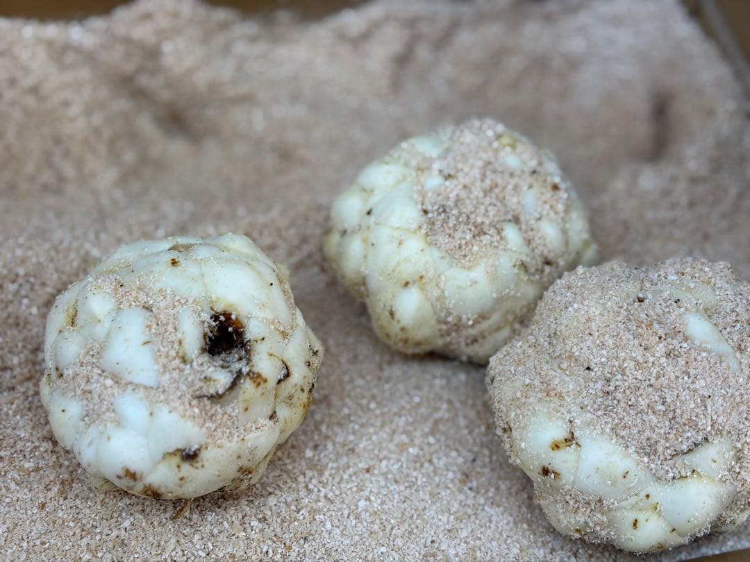 ゆりね　百合根　ゆり根3Lサイズ23個入れ５キロ北海道産 ラスト一箱