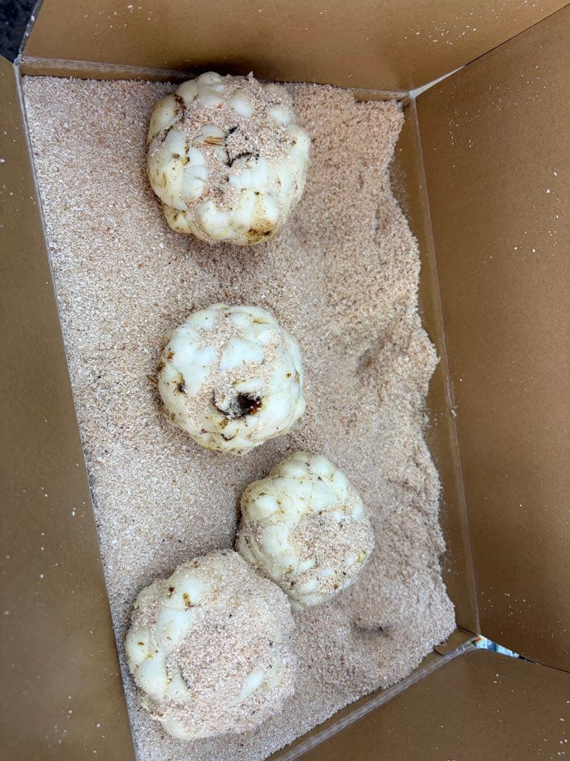 ゆりね　百合根　ゆり根3Lサイズ23個入れ５キロ北海道産 ラスト一箱