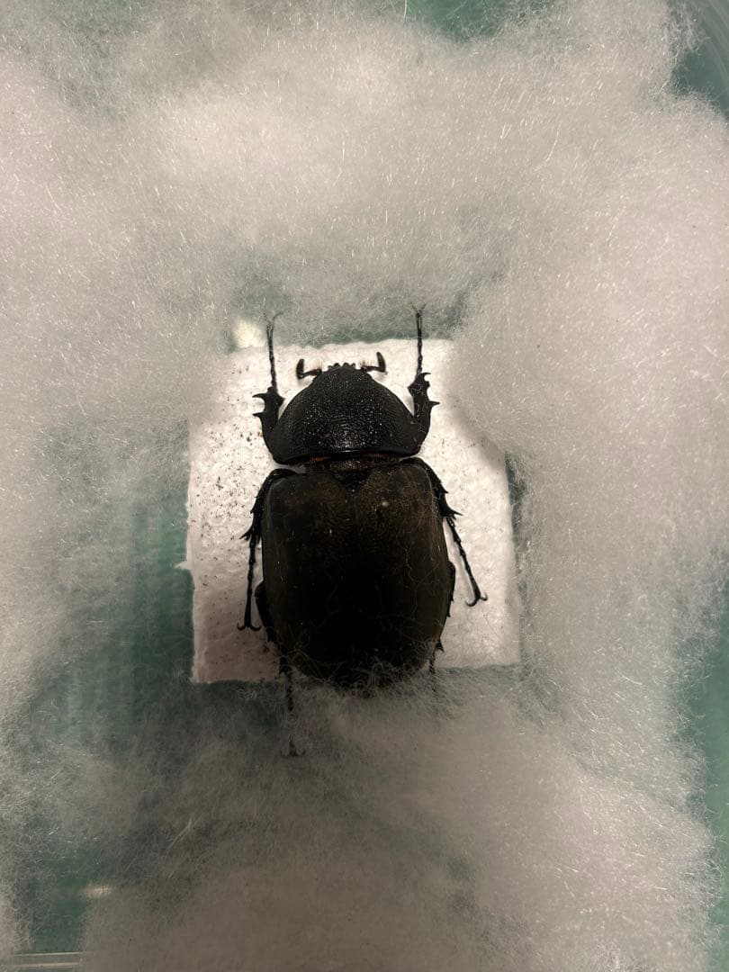 アトラスオオカブト　昆虫標本　雄雌セット