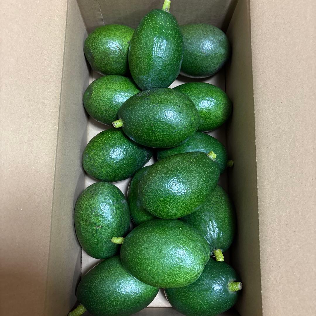 国産アボカド【ベーコン】(管理番号：6041）