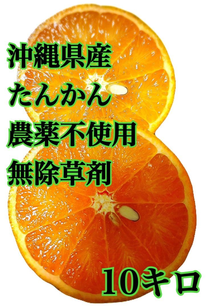 たんかん 10キロ　沖縄県産　農薬不使用