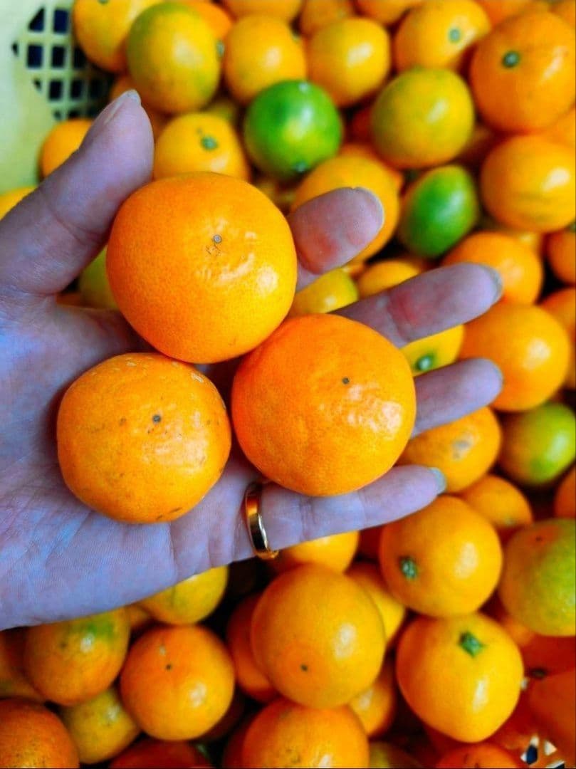 和歌山県有田産　平均糖度15度越え❗宮川早生　５kg×2箱　みかんキング