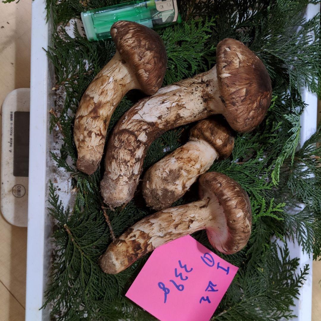 新鮮 マツタケ 4個