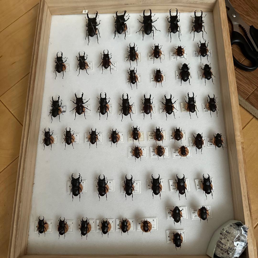 コクワガタ　スジクワガタ　ネブトクワガタ標本