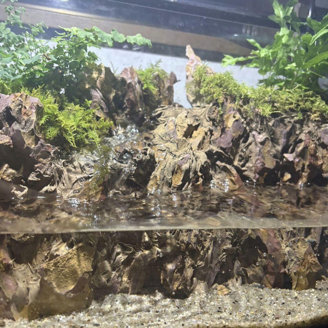 滝の流れるアクアテラリウム　イモリウム　No.1140