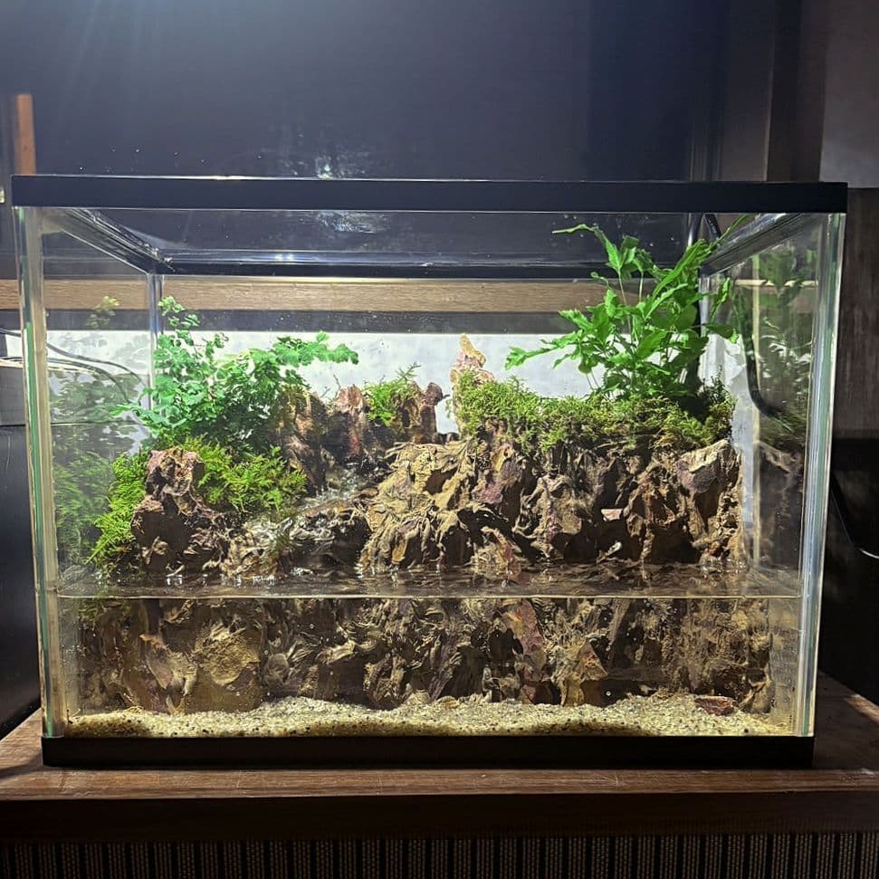 滝の流れるアクアテラリウム　イモリウム　No.1140