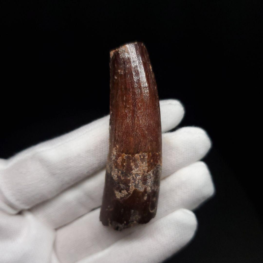 スピノサウルス 本物 モロッコ産 59.40mm sp475