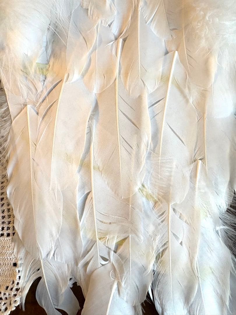 ♡ ベルギーアンティーク　エンジェルウィング　天使の羽　スモールサイズ　マヌカン