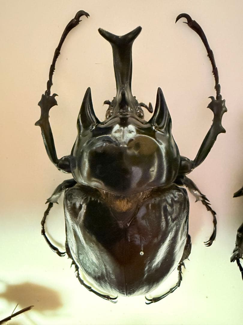 【標本】ヴァズデメロゾウカブト　ボリビア産 92ミリ　WF1累代飼育個体