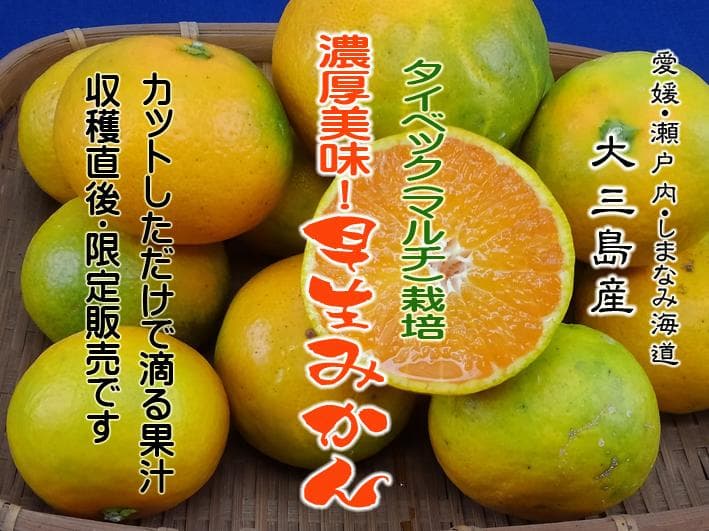 【言の葉】チョイブス！早生みかん6Kg×2　9Kｇ×1　３か所送り
