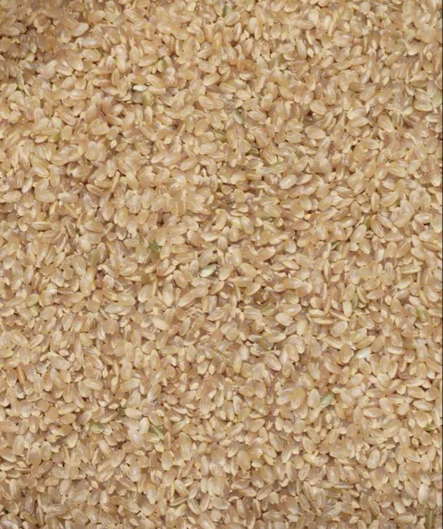 コシヒカリ 令和6年産 玄米　30キロ