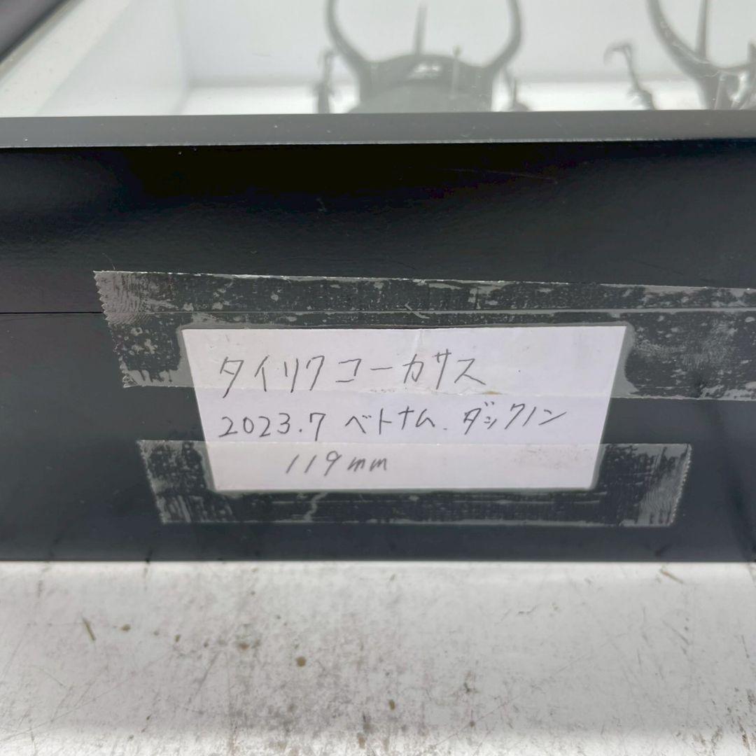 R◆タイリクコーカサス2匹　昆虫標本