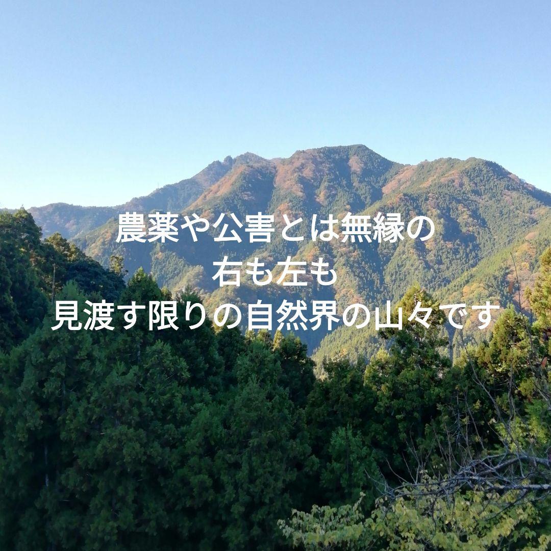 日本ミツバチ 日本蜜蜂　自然界天然の生ハチミツ400g2本　はちみつ　蜂蜜2年物