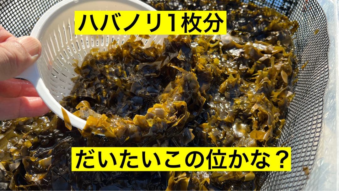 訳あり 出来たばかりの新春はばのり 35枚 12,180円 1枚あたり348円