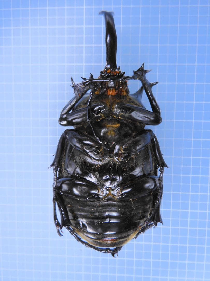 ペルー産　マルスゾウカブト　108mm