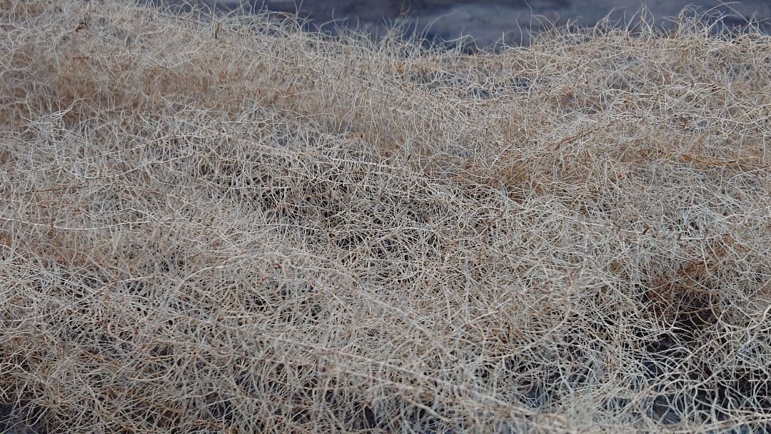 サルオガセ 乾燥標本 希少 珍品