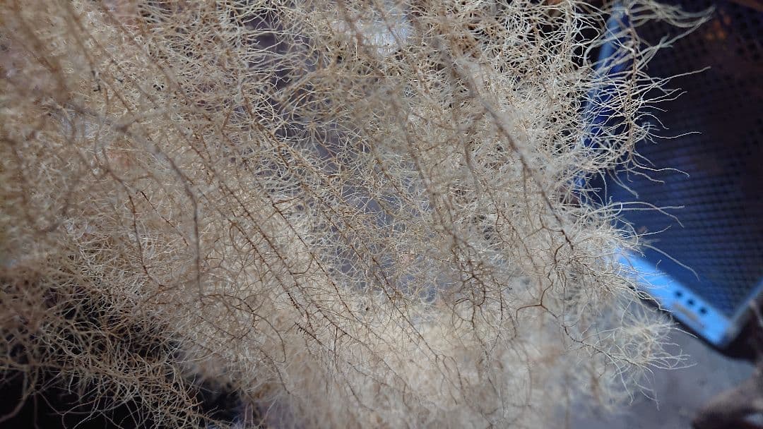 サルオガセ 乾燥標本 希少 珍品