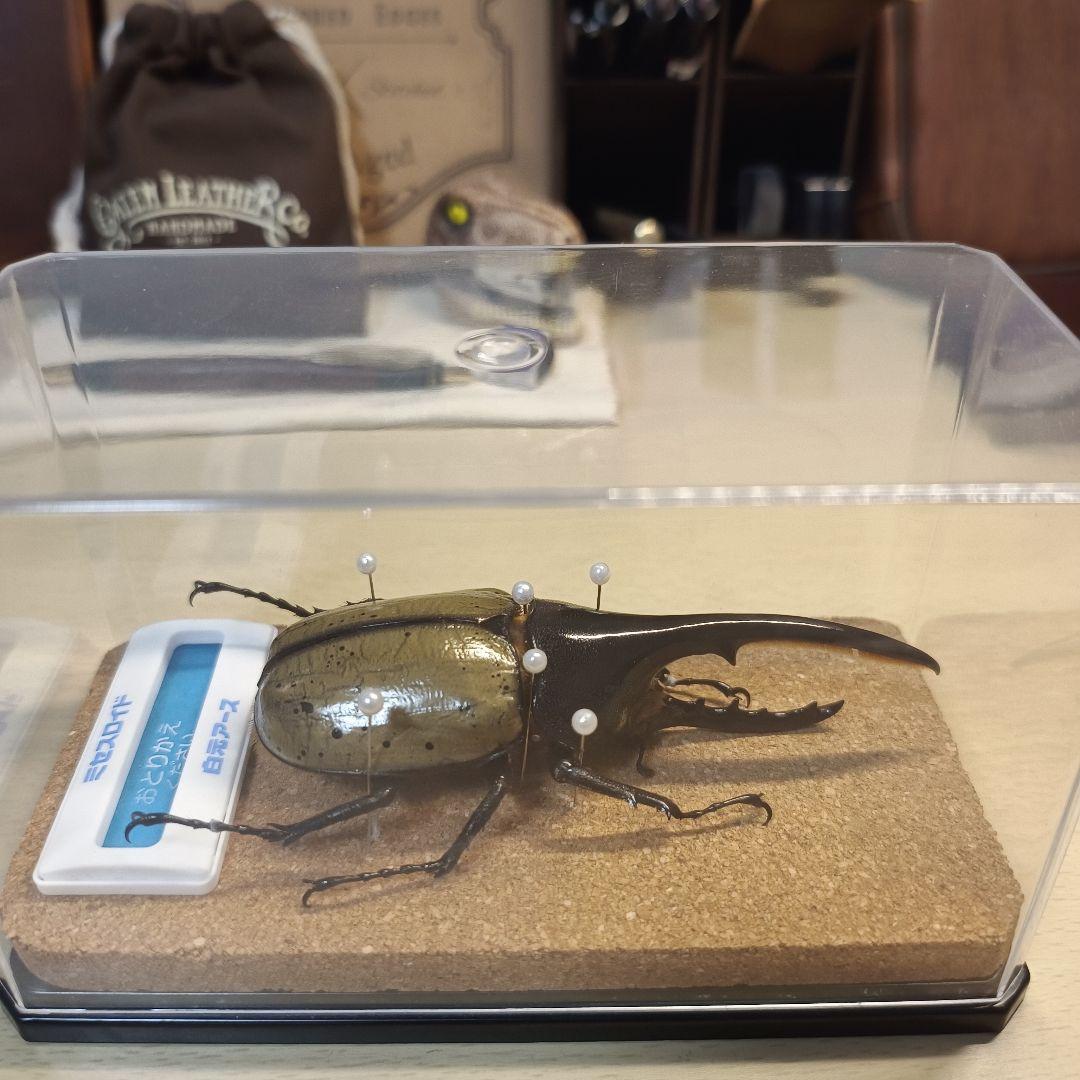 ヘラクレスオオカブト　標本