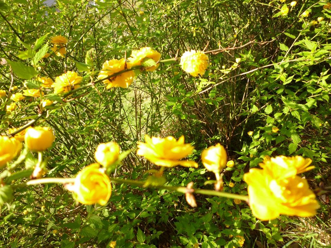 安心の日本みつばち 芳醇糖度80％優良品 非加熱 春はちみつ1,100ｇ