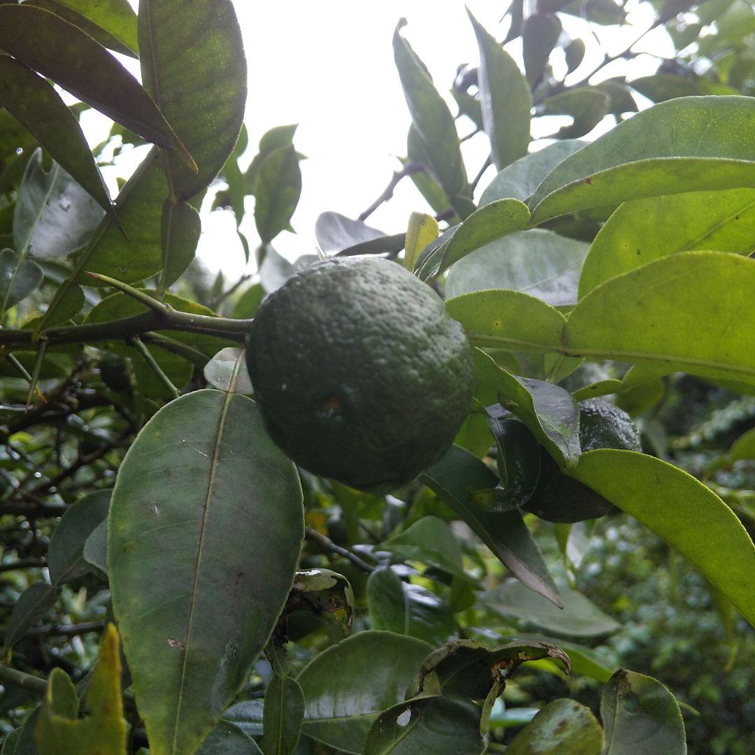 きょうこ　青柚子(花柚子)150個 新鮮　農薬不使用