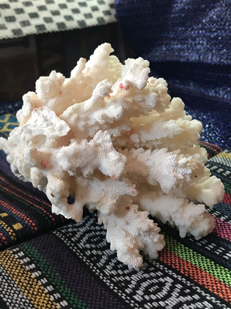 ◉台湾産【白珊瑚/ホワイトコーラル】原木[411