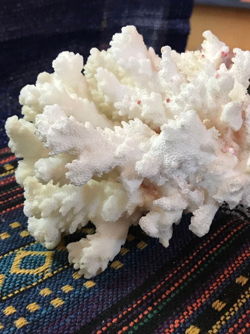 ◉台湾産【白珊瑚/ホワイトコーラル】原木[411