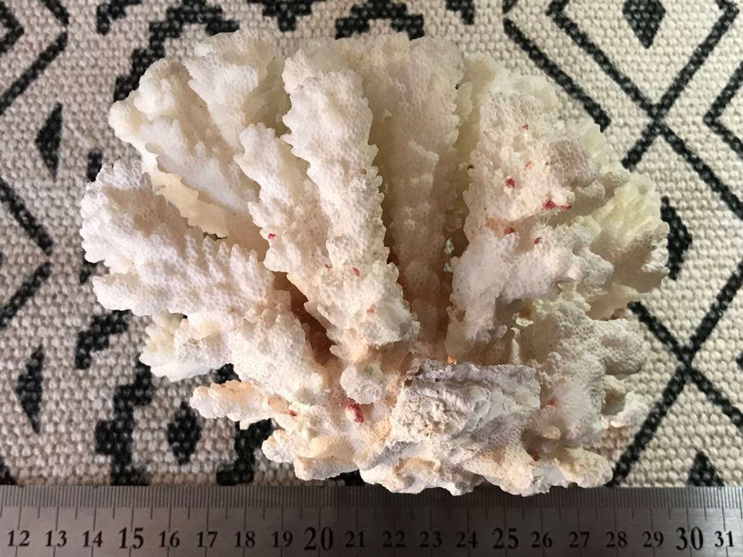 ◉台湾産【白珊瑚/ホワイトコーラル】原木[411