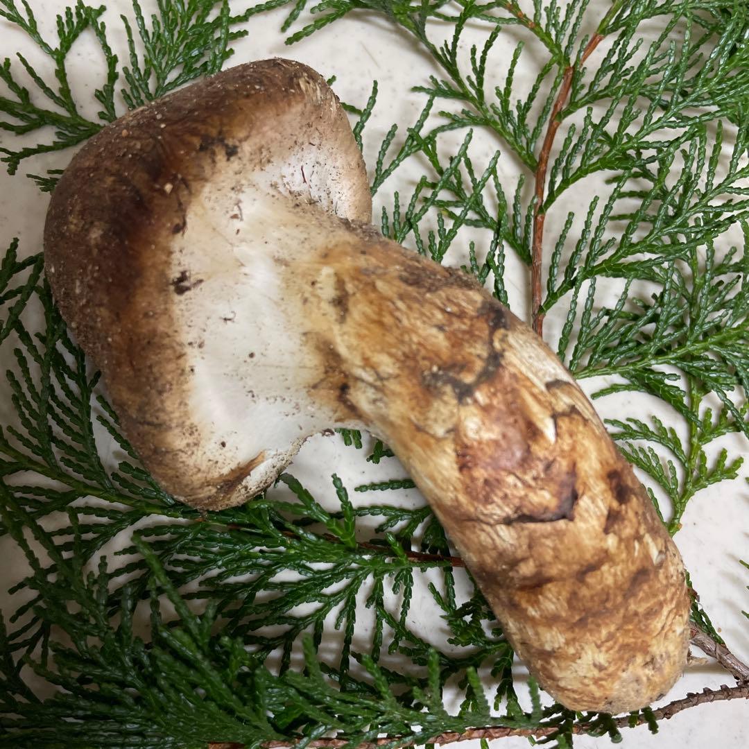 広島県産　松茸　つぼみ