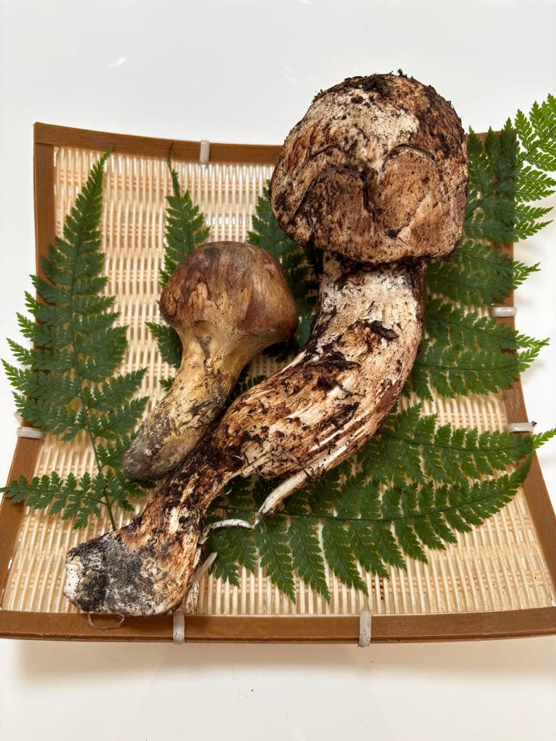10/30 信州産 朝採れ松茸189g 【訳あり】