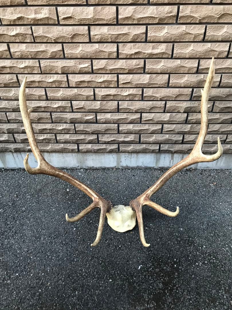 エルク　鹿の角　アカジカ　ハンティングトロフィー　ディアホーン　頭骨　骨格標本
