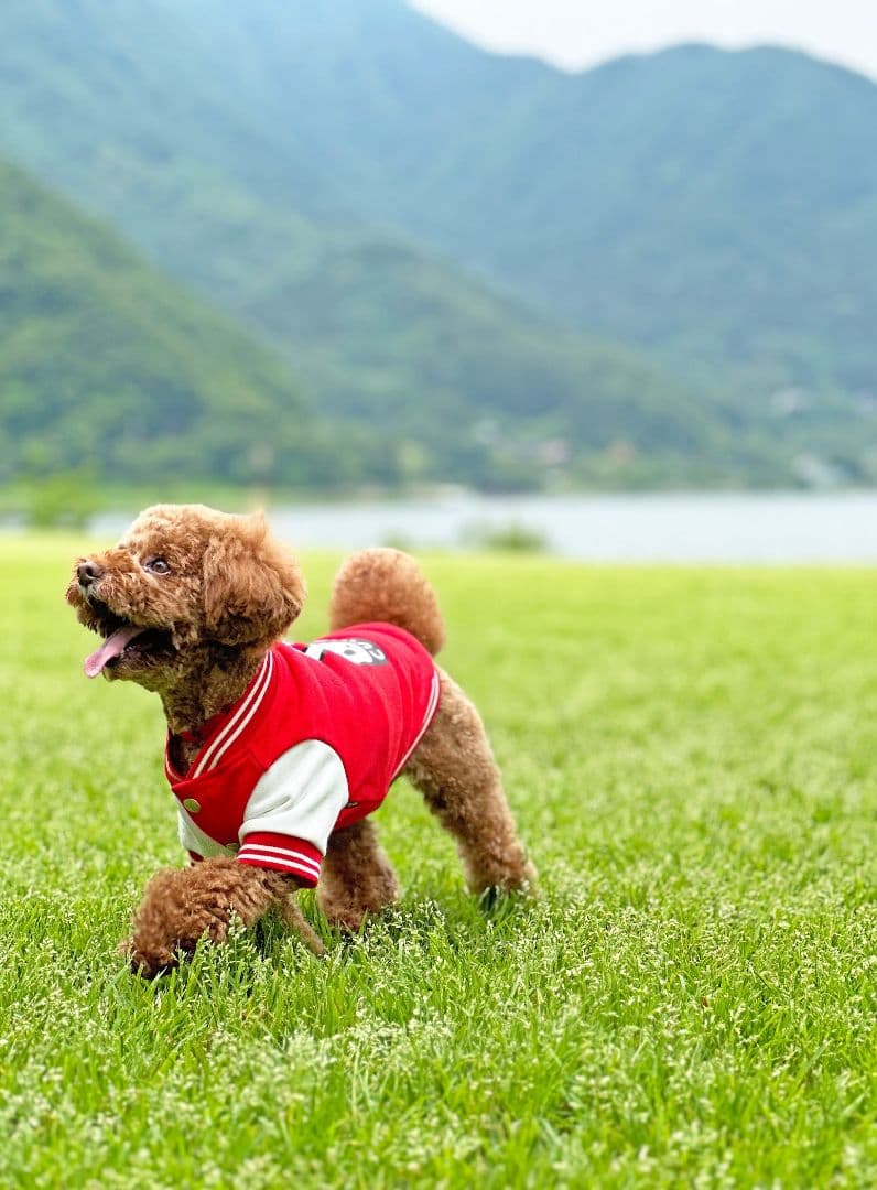 小型犬のスウェットスタジャン 赤