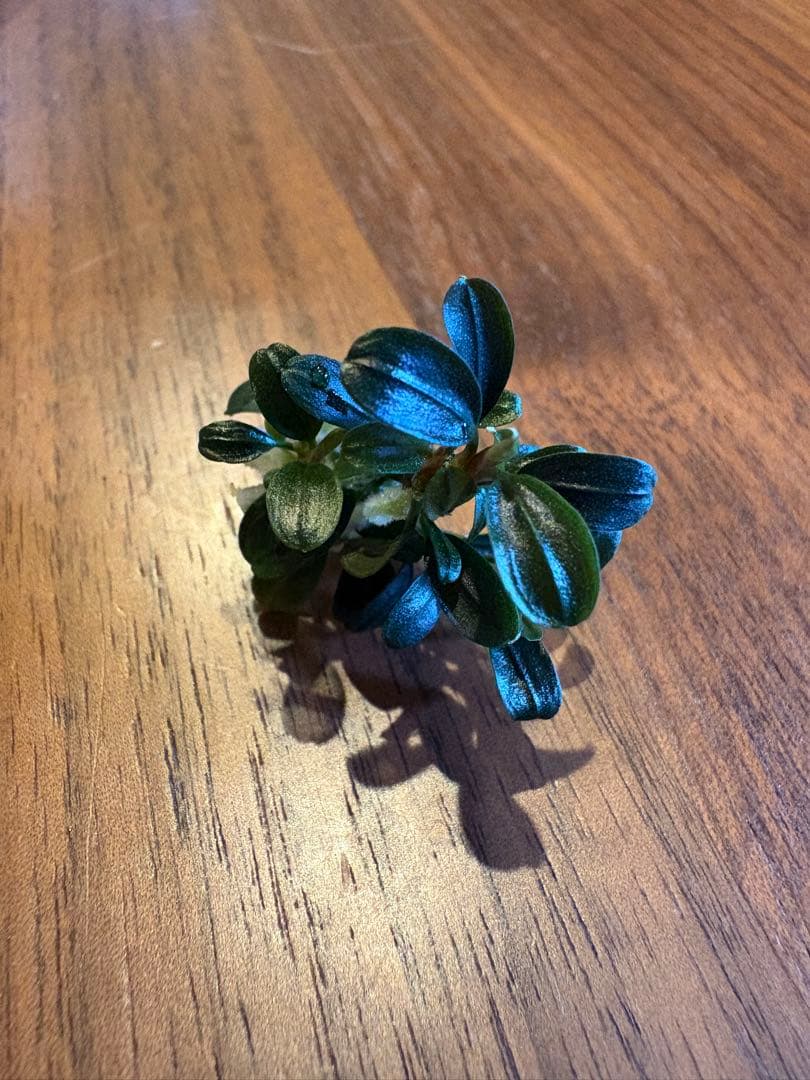 ブセファランドラsp.クダガンミニラウンド sp. kedagang 8株